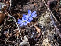 Zwei zarte Leberblümchen Blüten am Waldboden